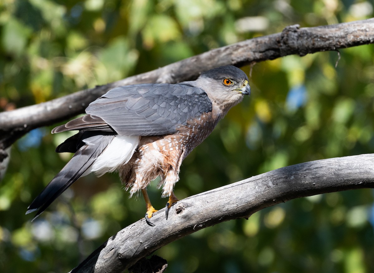 trostehauk - ML645424868