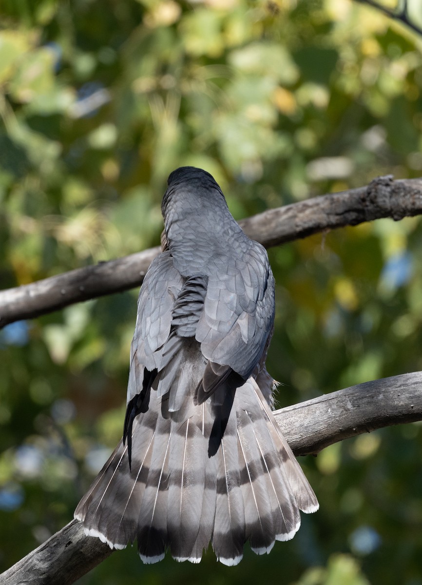 trostehauk - ML645424877