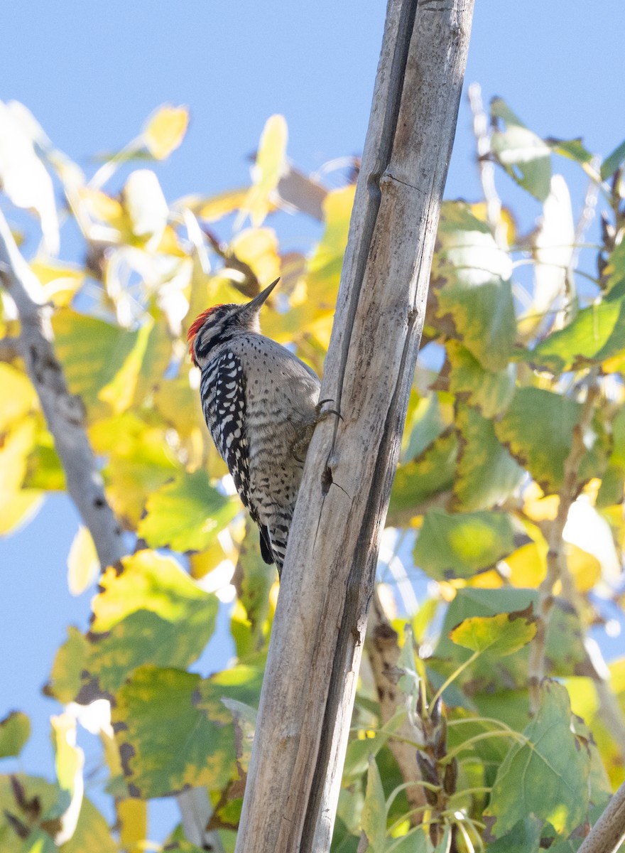 leiderspett - ML645424893