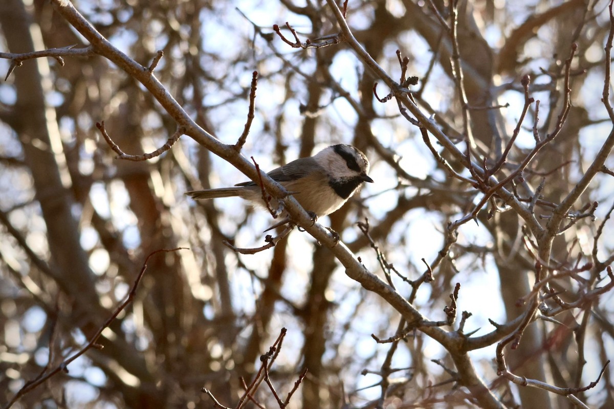 Mountain Chickadee - ML645424900
