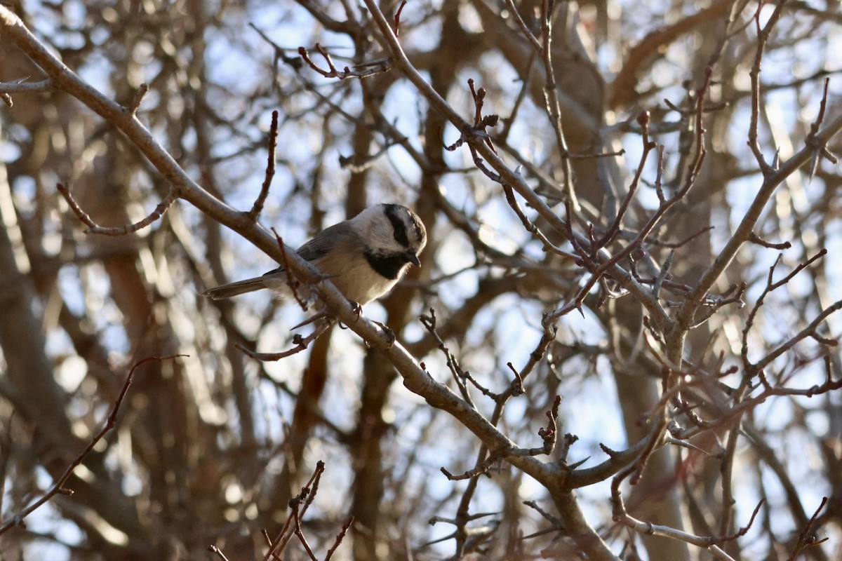 Mountain Chickadee - ML645424901