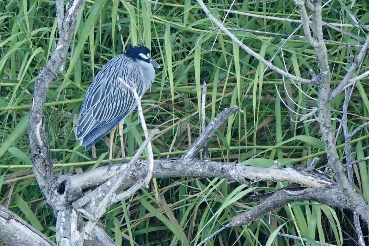 אנפת לילה צהובת-כיפה - ML645424904