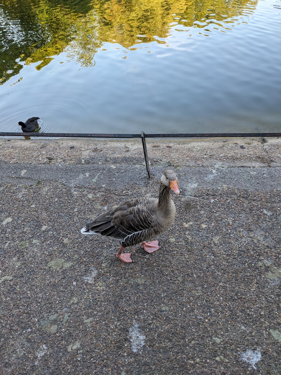 Oie cendrée - ML645424911