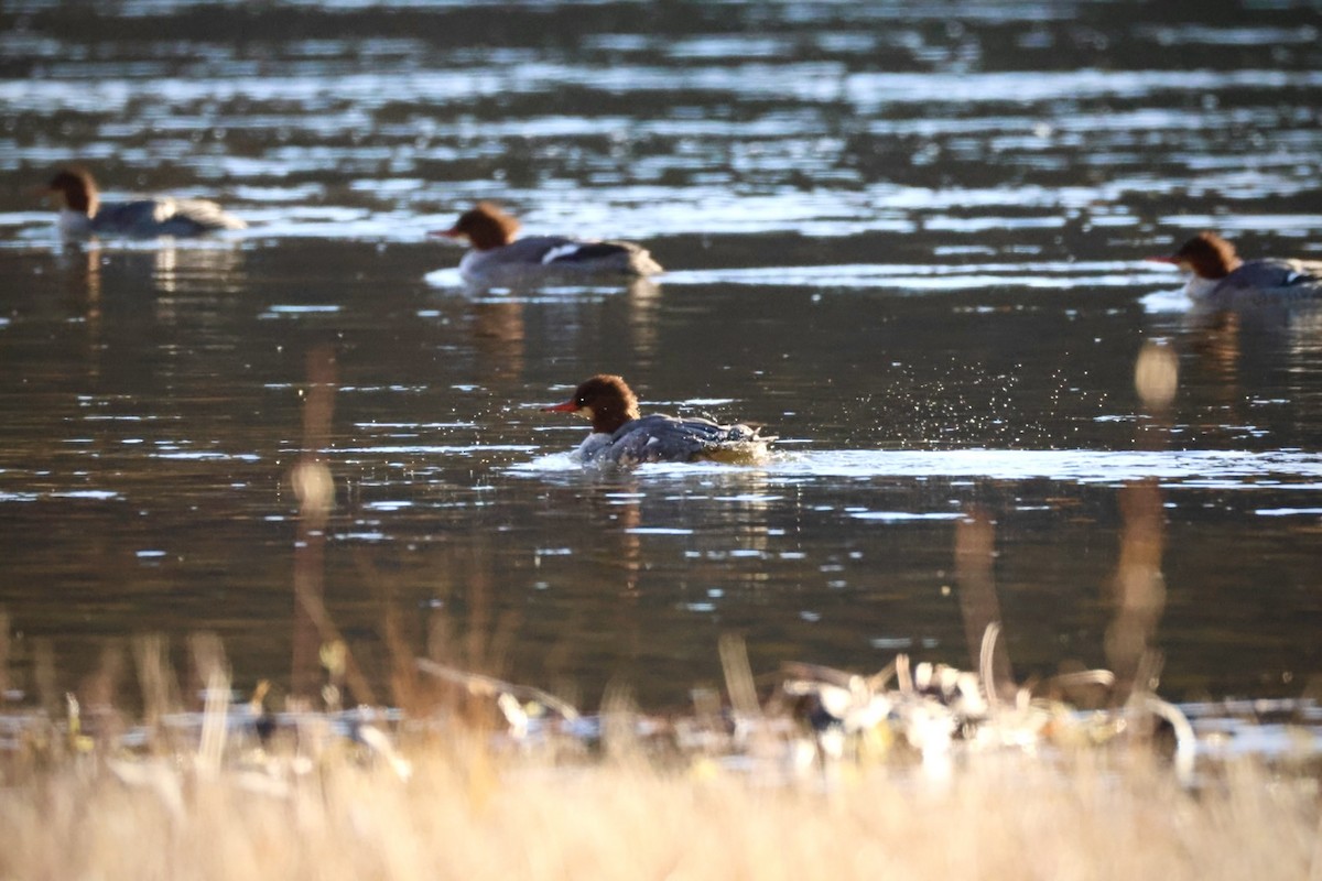 Common Merganser - ML645424912