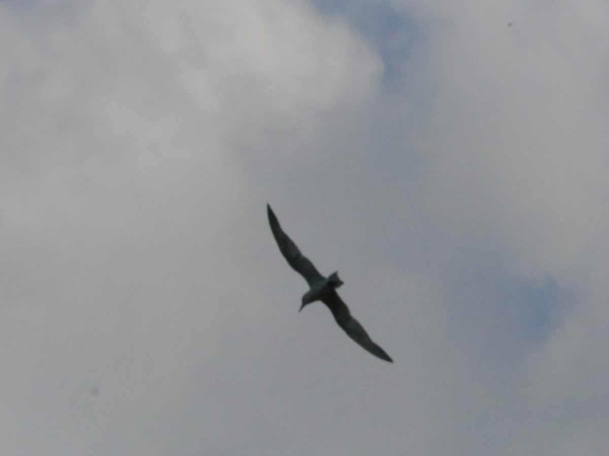 Weißbart-Seeschwalbe - ML645424913