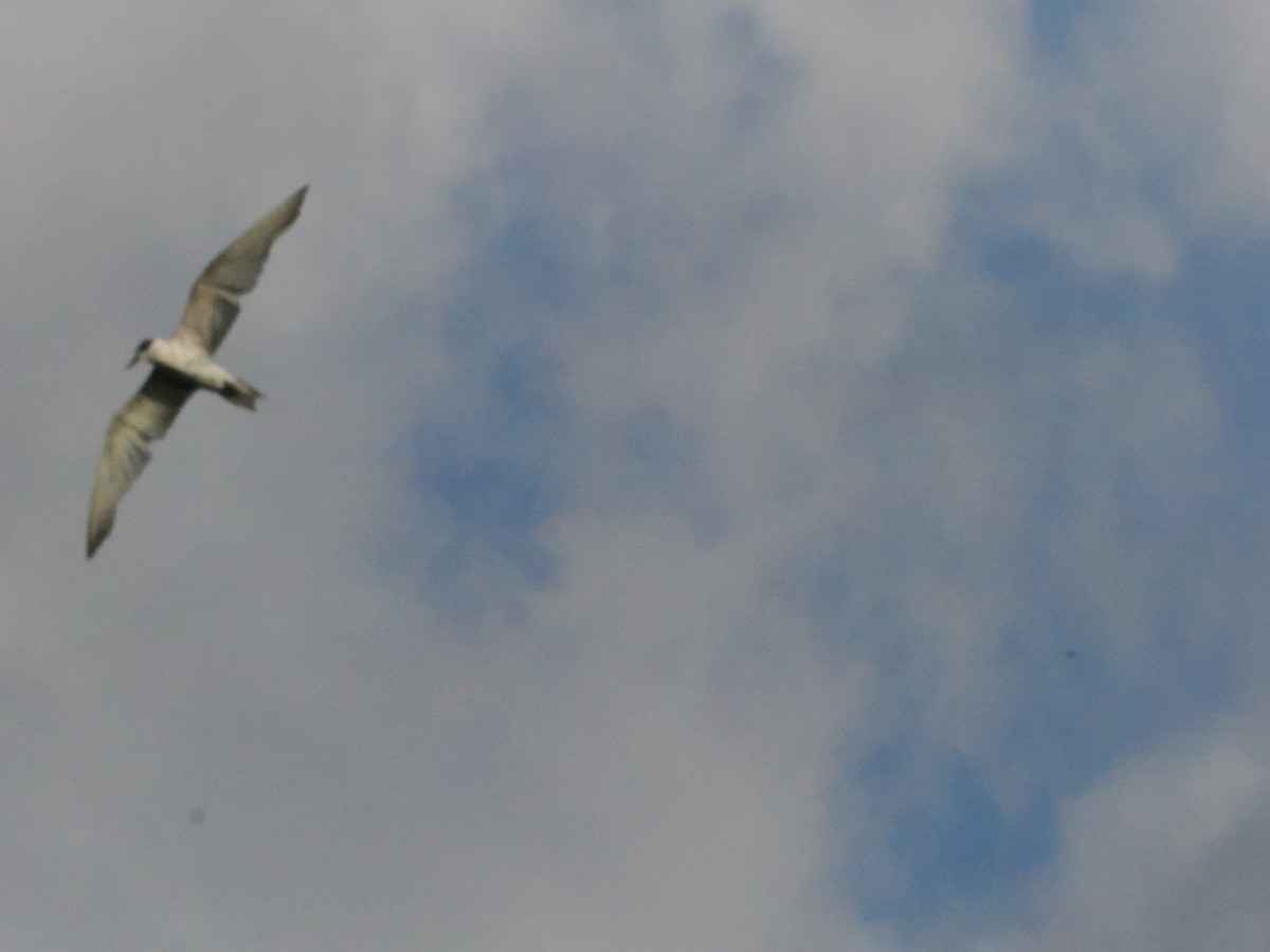 Weißbart-Seeschwalbe - ML645424914