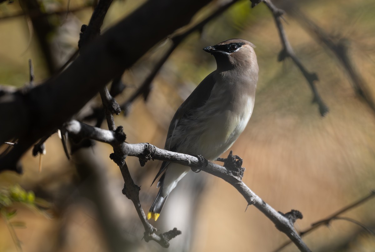 einersidensvans - ML645424924