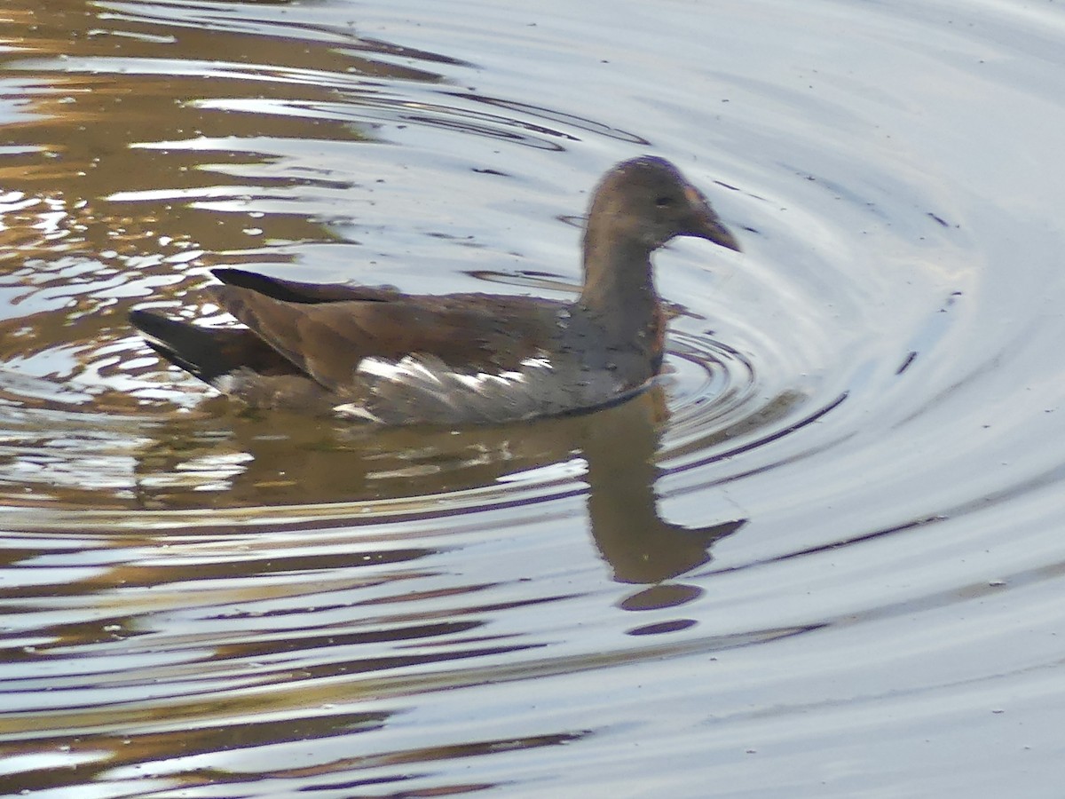 Uroilo amerikarra - ML645424930