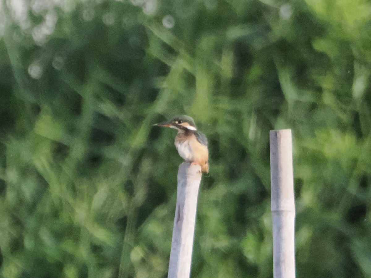 Eisvogel - ML645424945