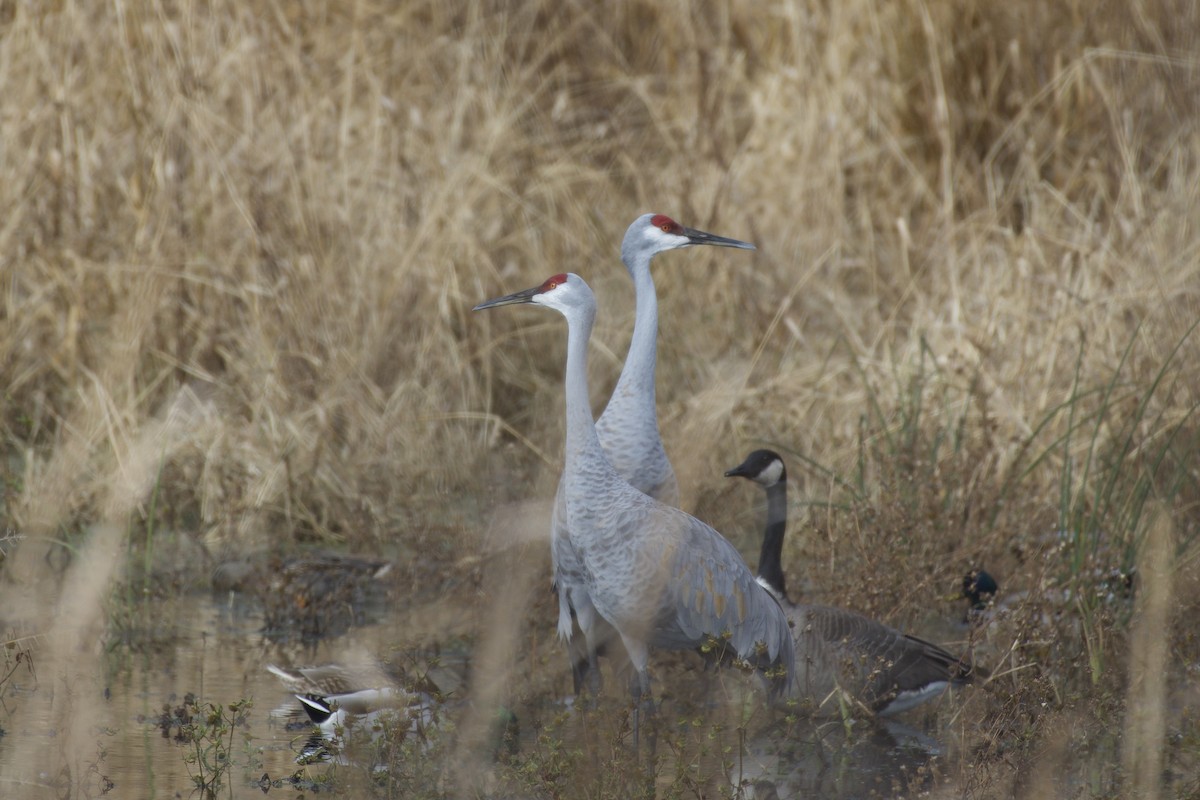 Sandhill Crane - ML645424951