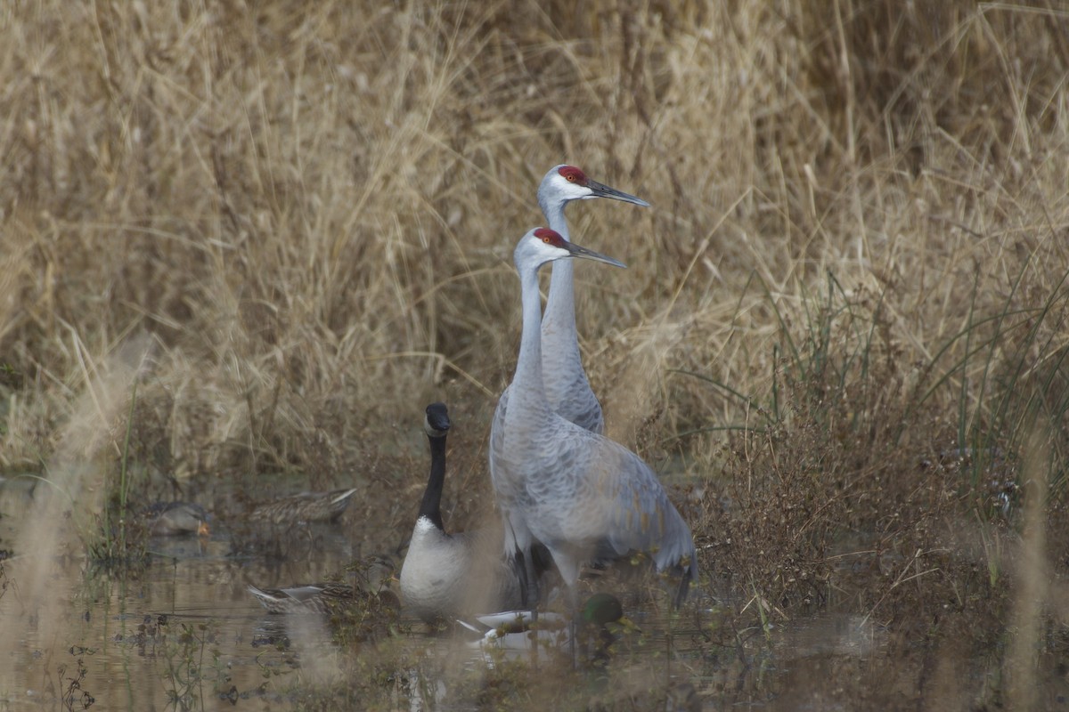 Sandhill Crane - ML645424952
