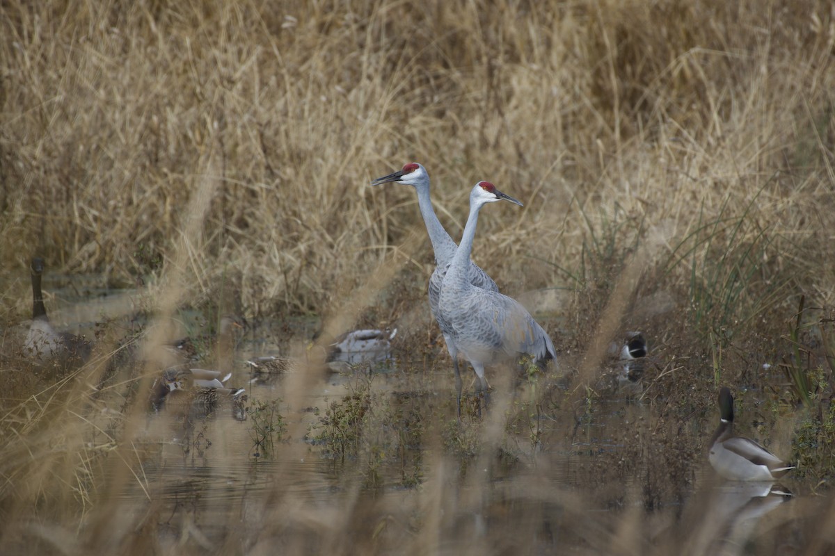 Sandhill Crane - ML645424953
