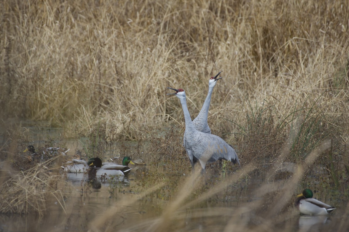 Sandhill Crane - ML645424958