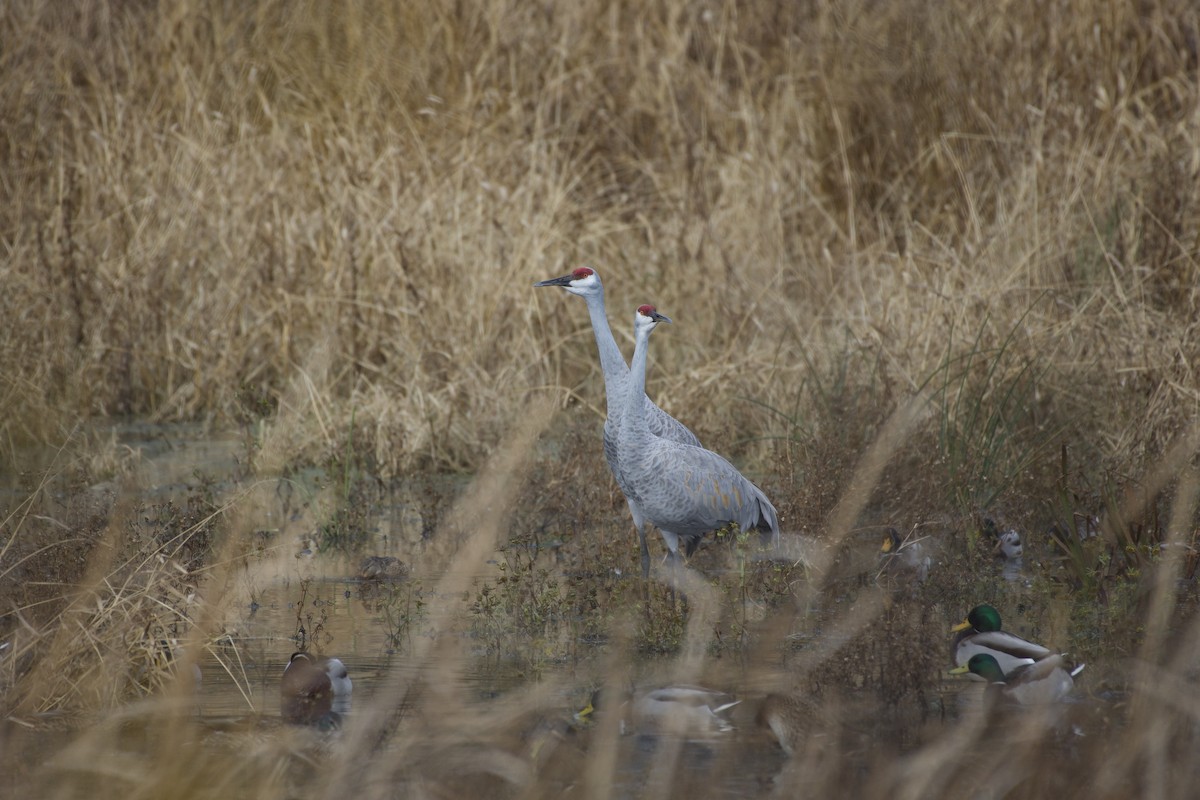 Sandhill Crane - ML645424959
