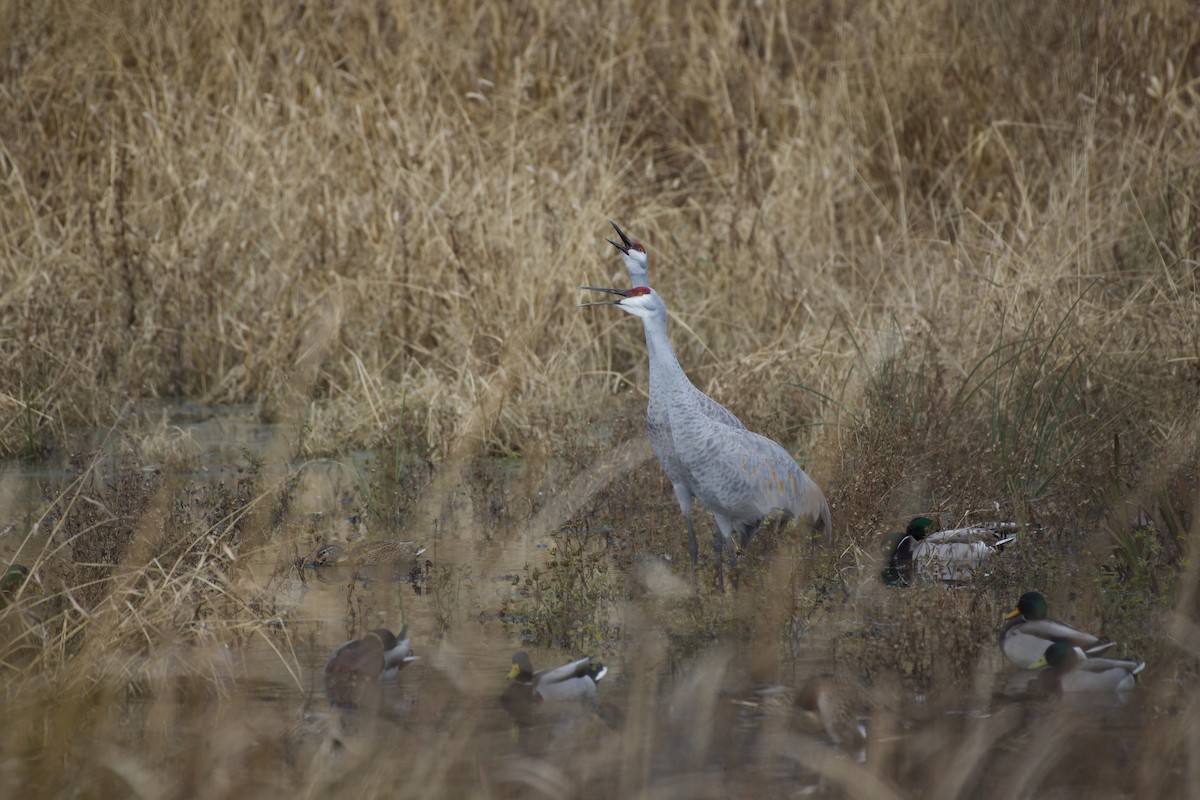 Sandhill Crane - ML645424962