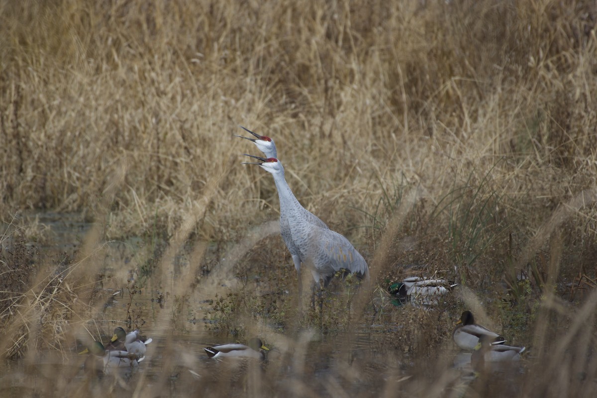 Sandhill Crane - ML645424963