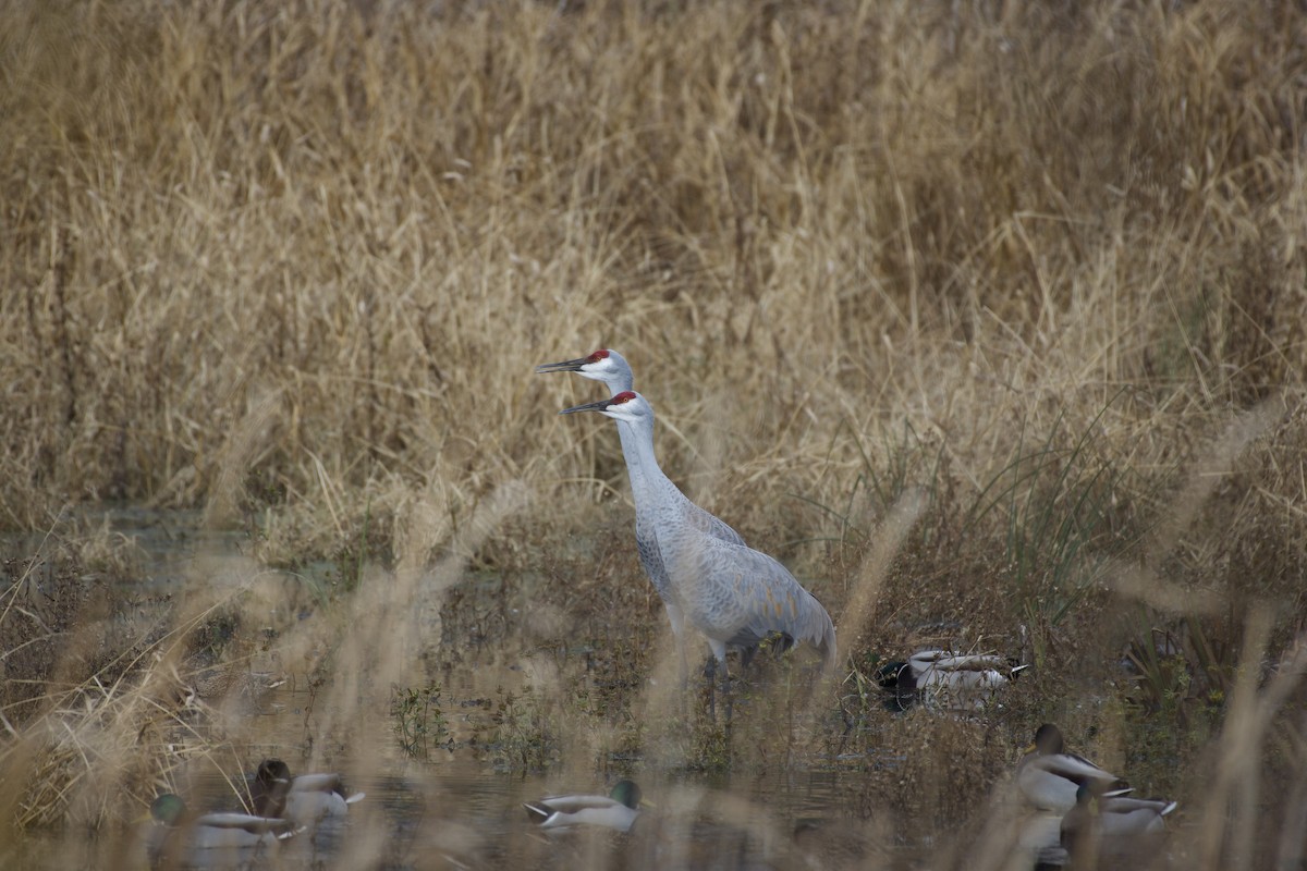Sandhill Crane - ML645424964