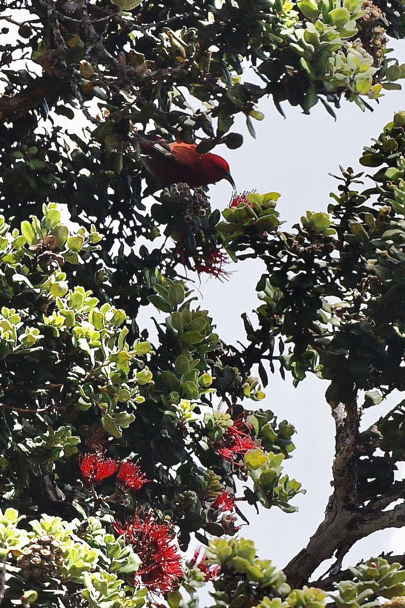 Apapane - ML645424989