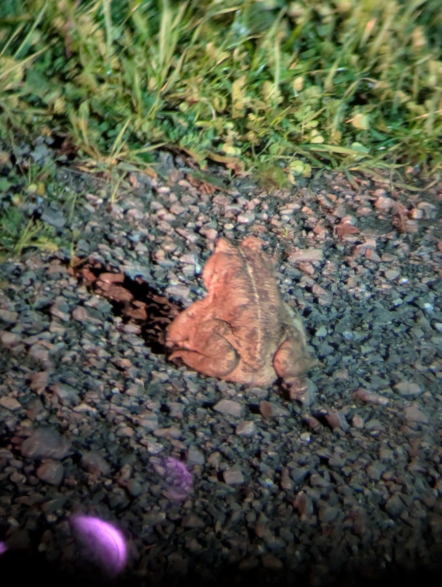 Animals - ML645424991