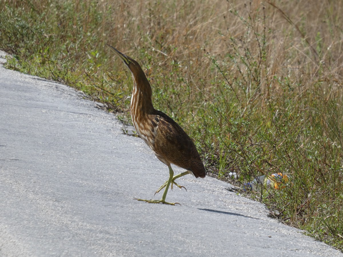 אנפה משורטטת אמריקנית - ML645424995