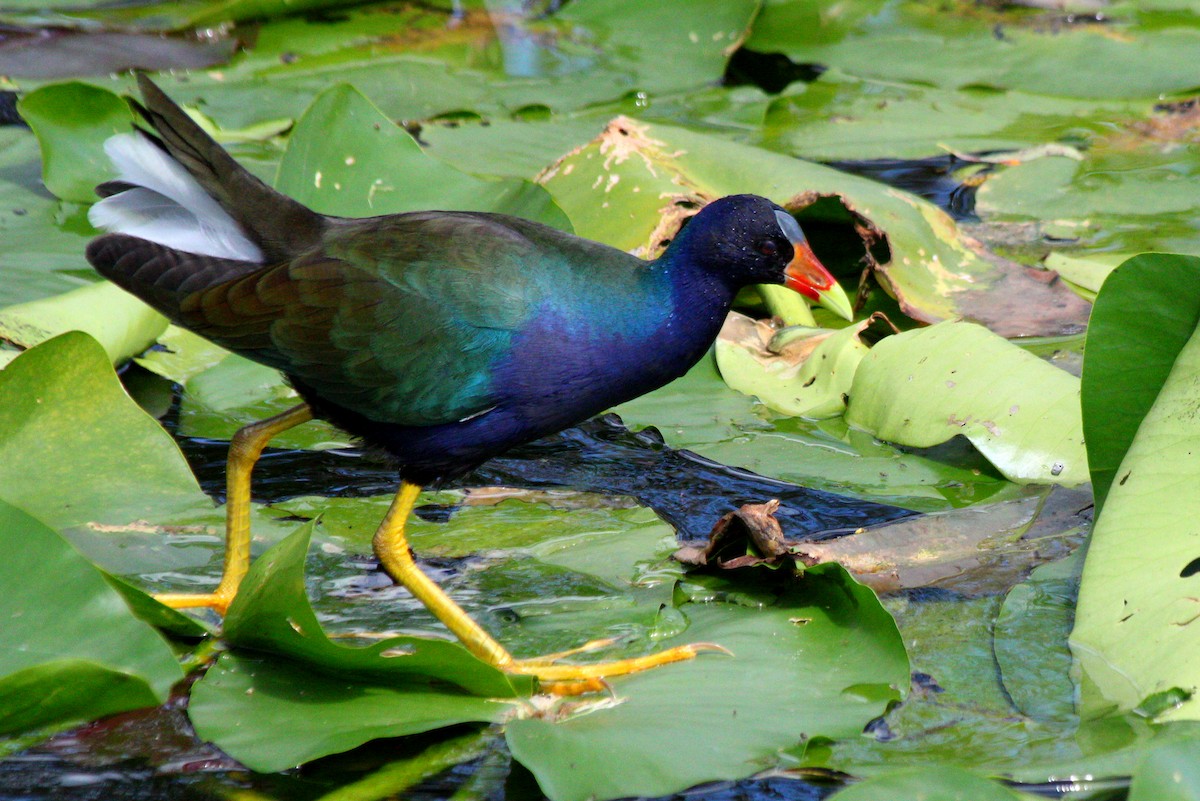 Малая султанка - ML645424997