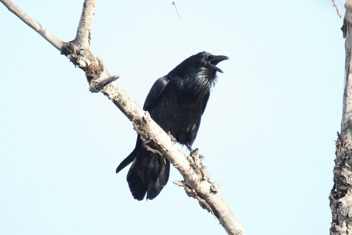 Common Raven - ML645424998