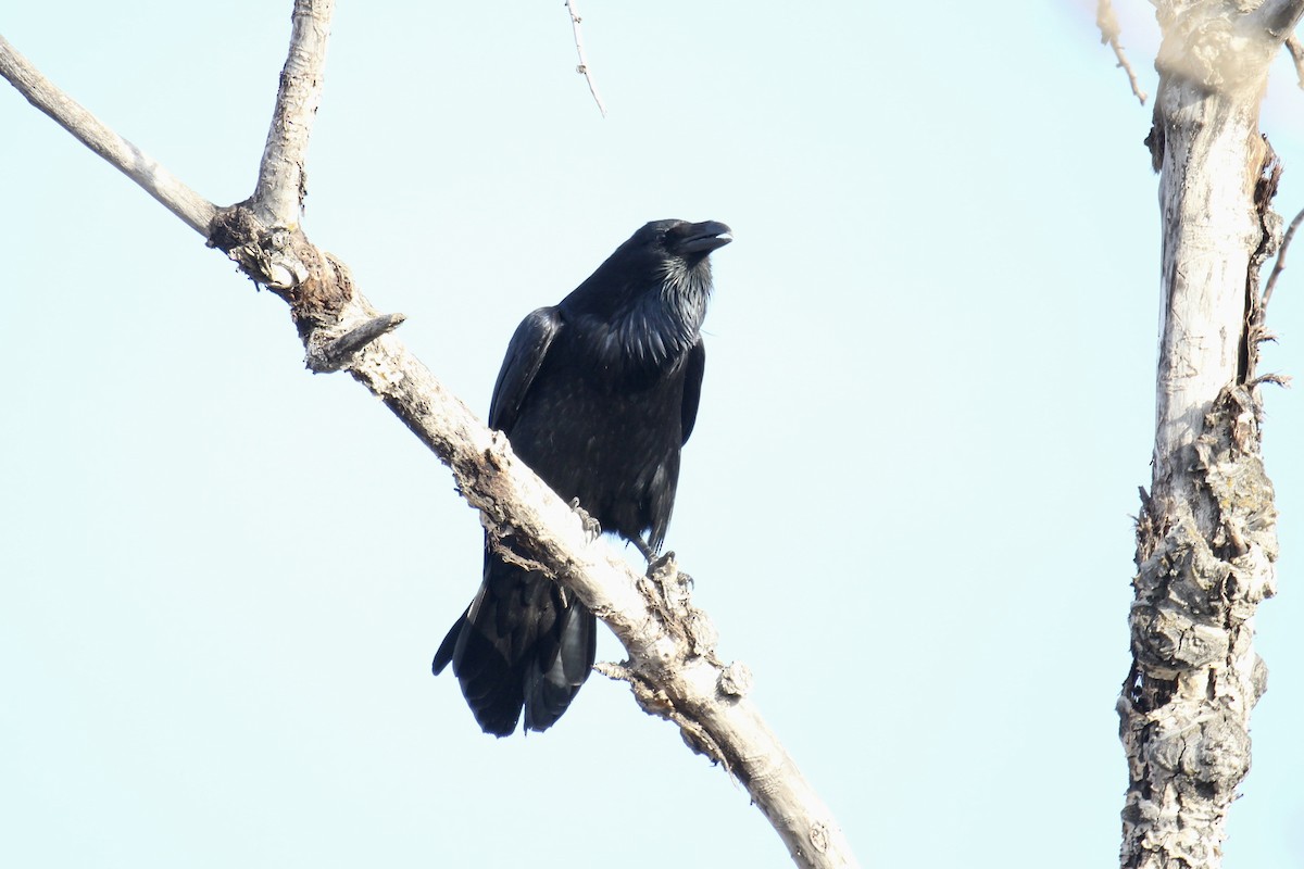 Common Raven - ML645424999
