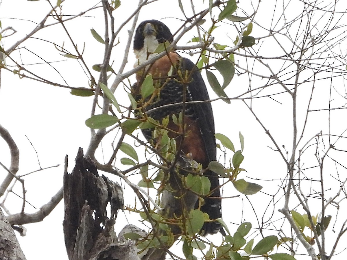 langtåfalk - ML645425001