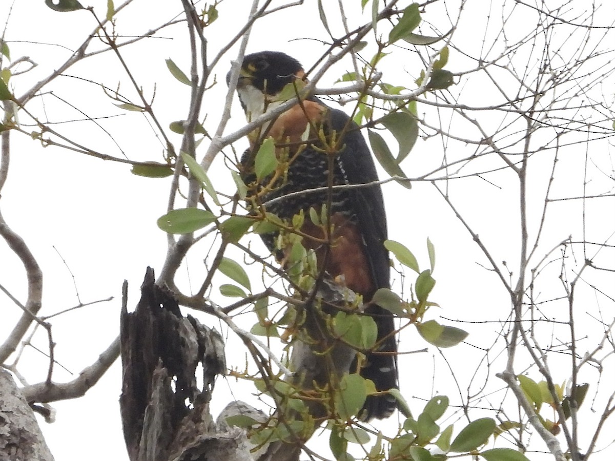 langtåfalk - ML645425002