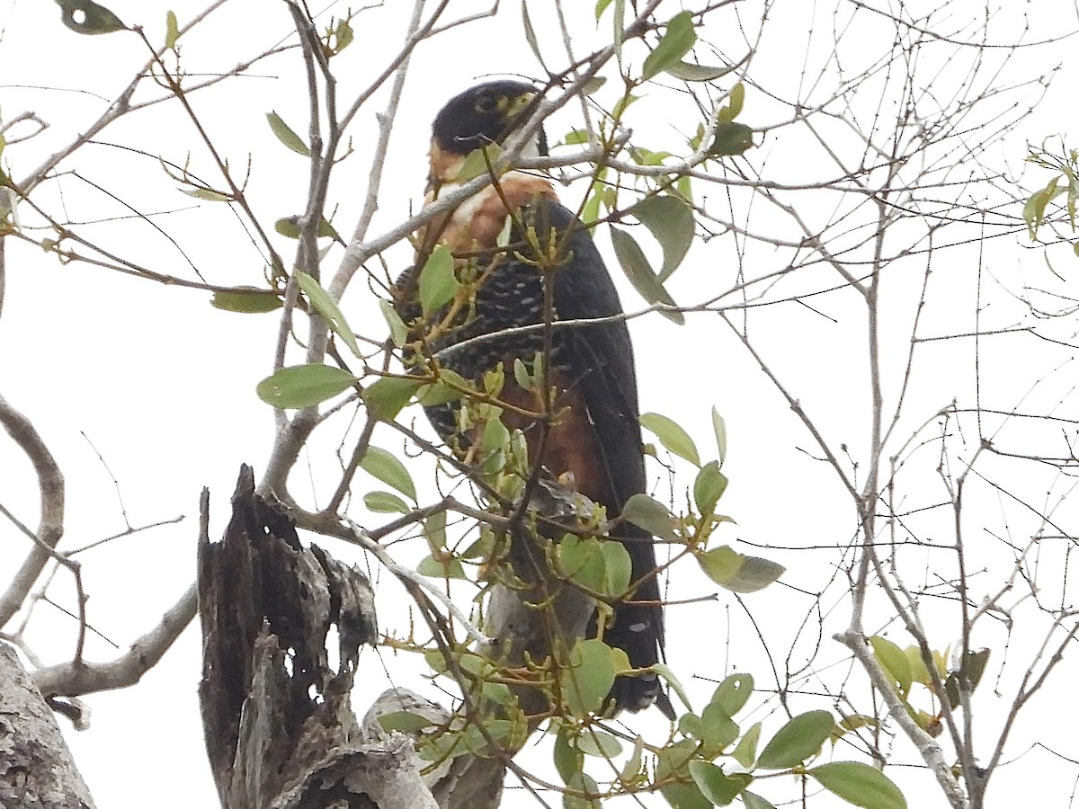 langtåfalk - ML645425003