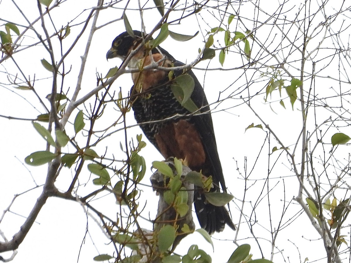 langtåfalk - ML645425004