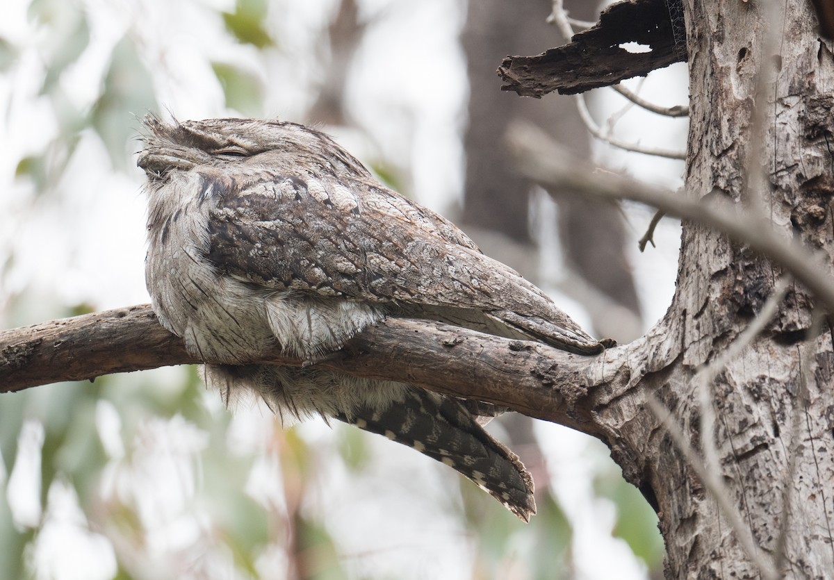 Tawny Frogmouth - ML645425011