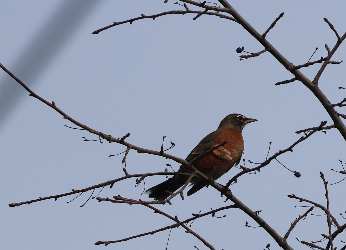 Дрізд мандрівний - ML645425051