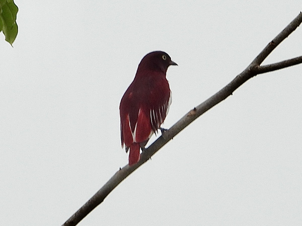 Pompadour Cotinga - ML645425054