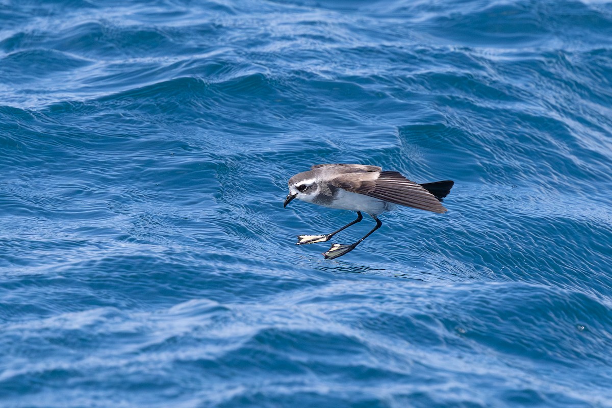 fregattstormsvale - ML645425058