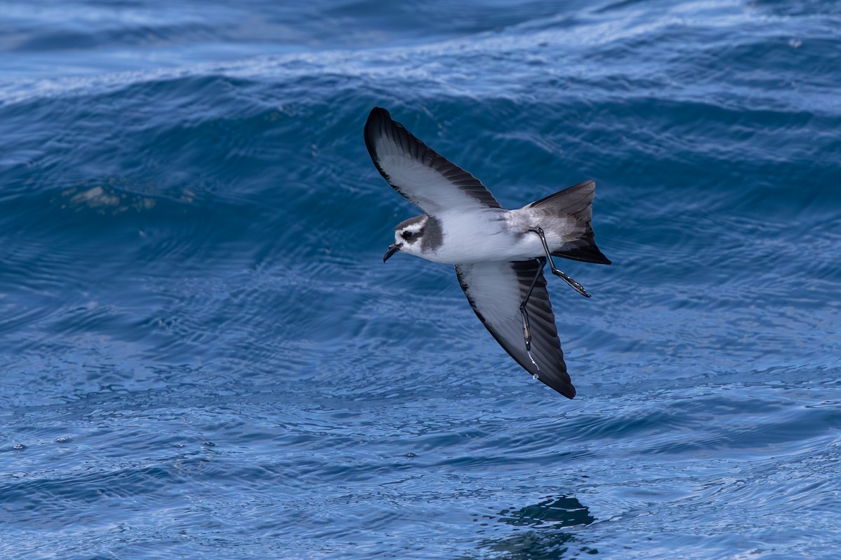 fregattstormsvale - ML645425059