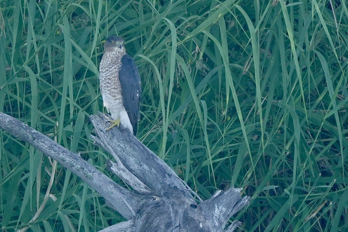 Cooper's Hawk - ML645425066
