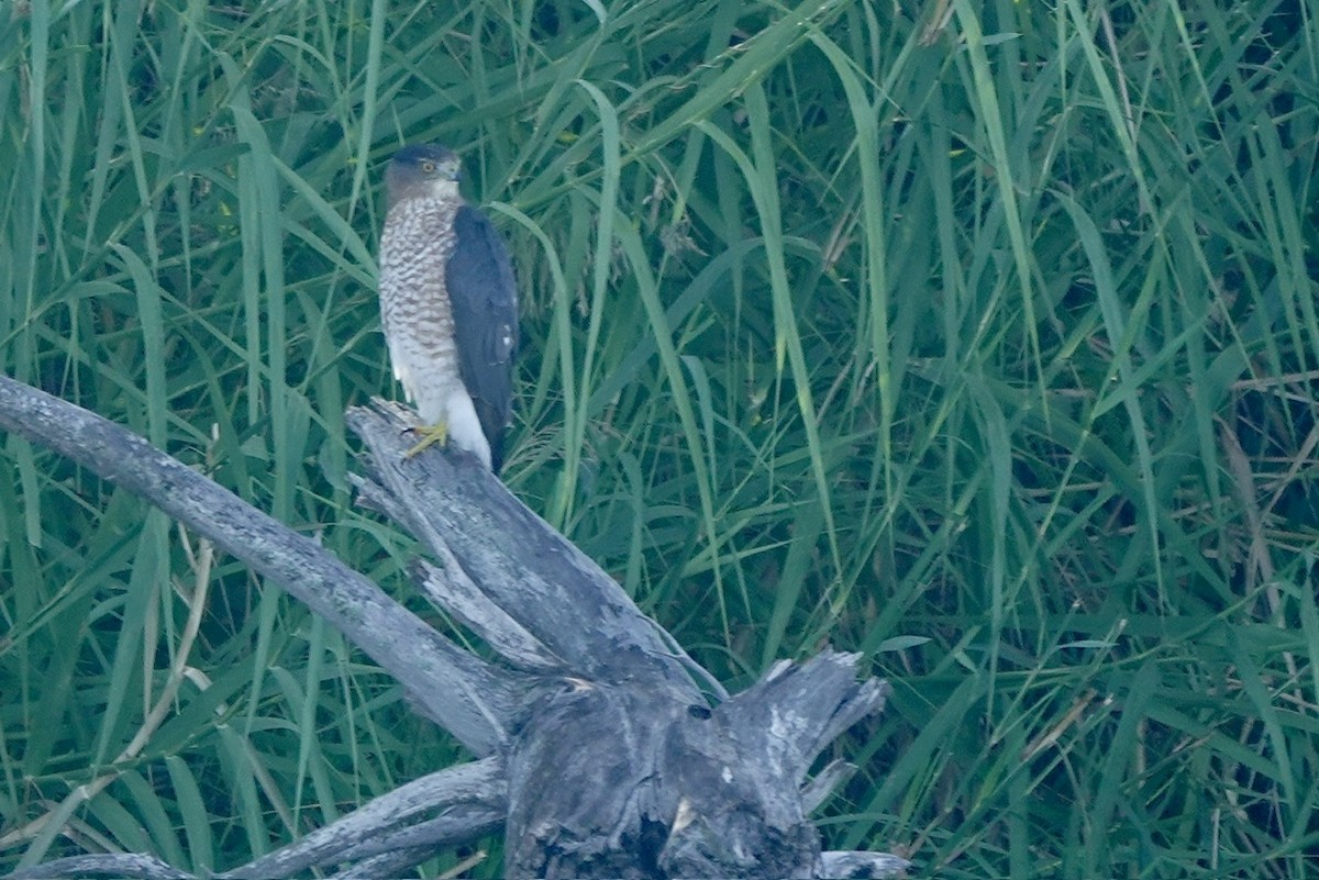 Cooper's Hawk - ML645425067