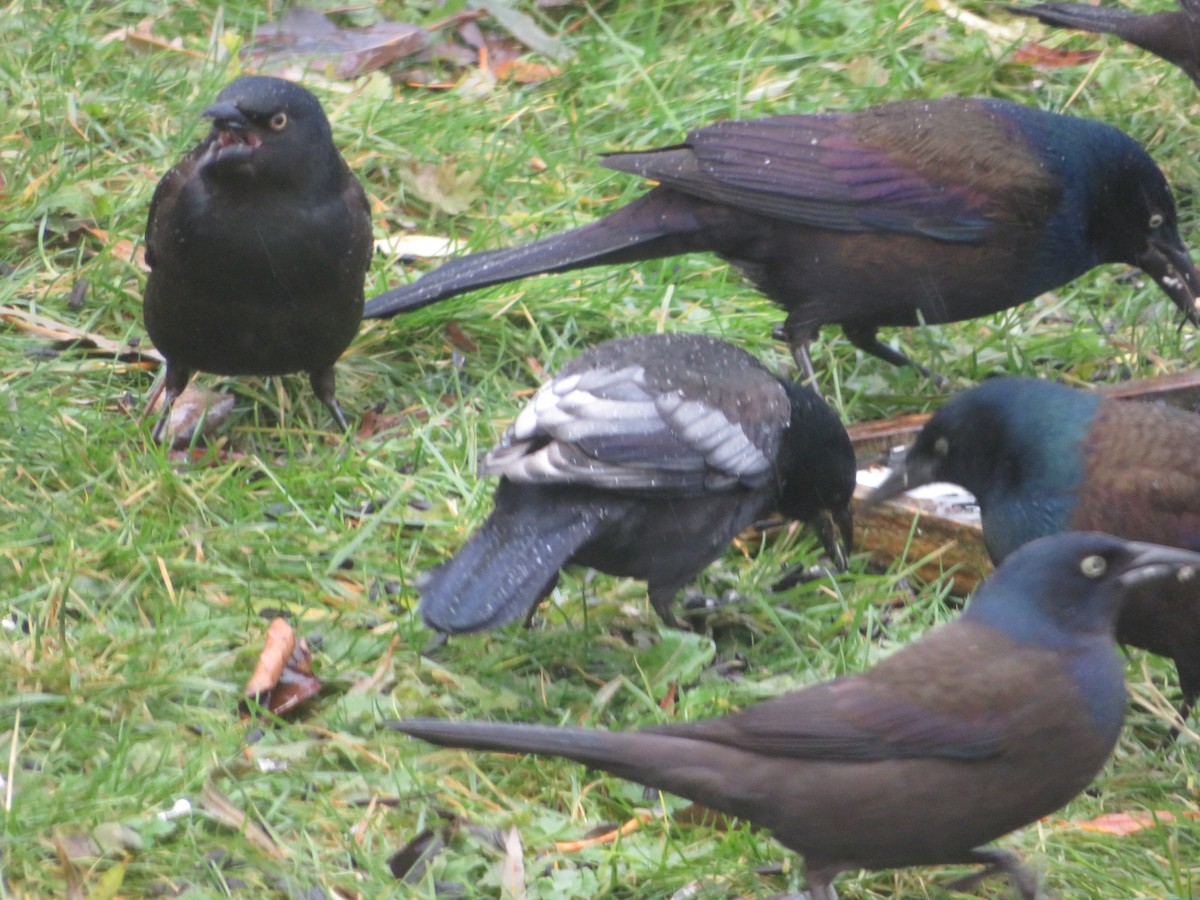Common Grackle - ML645425069