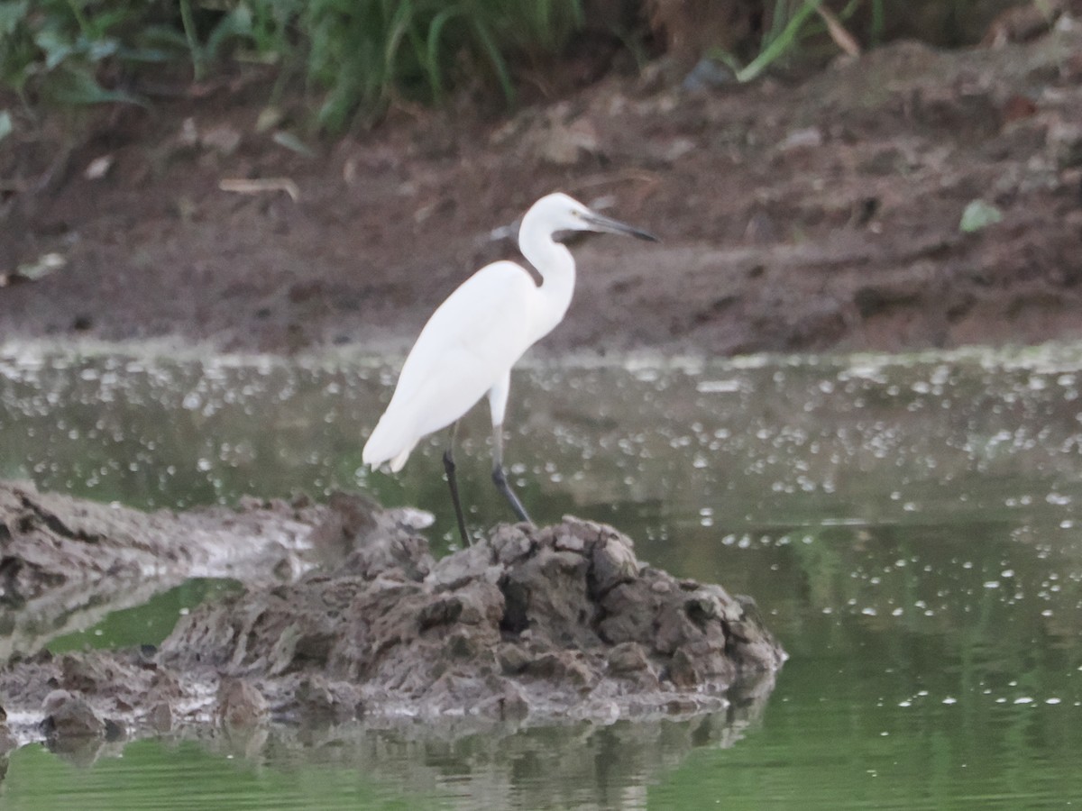 Asienmittelreiher - ML645425072
