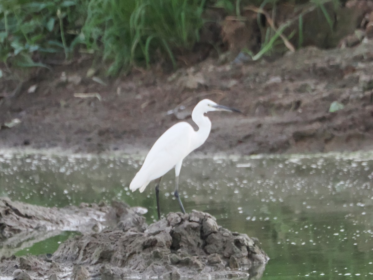Asienmittelreiher - ML645425073
