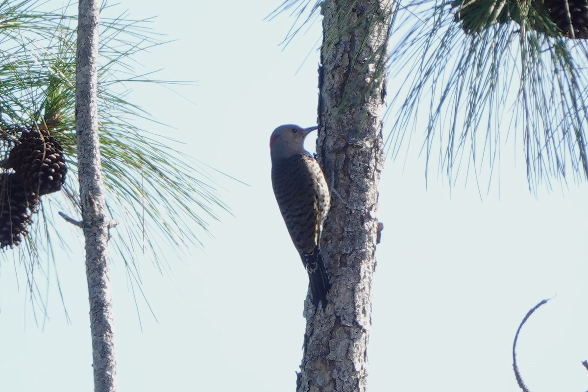 Northern Flicker - ML645425087