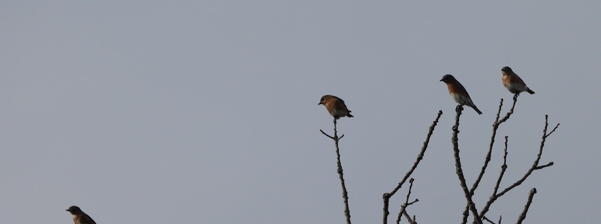 Azulejo Oriental - ML645425090