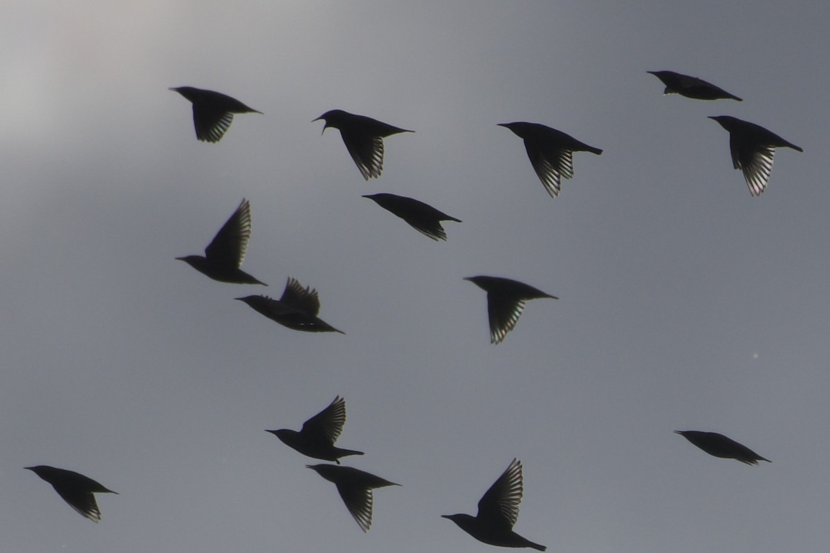 European Starling - ML645425099