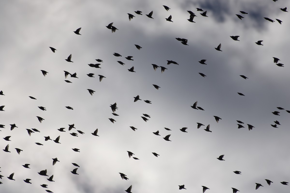 European Starling - ML645425100