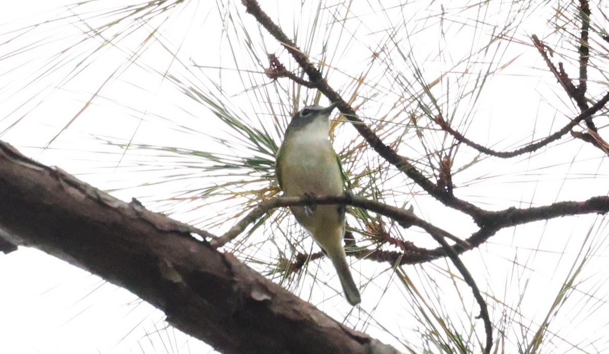 Blue-headed Vireo - ML645425102