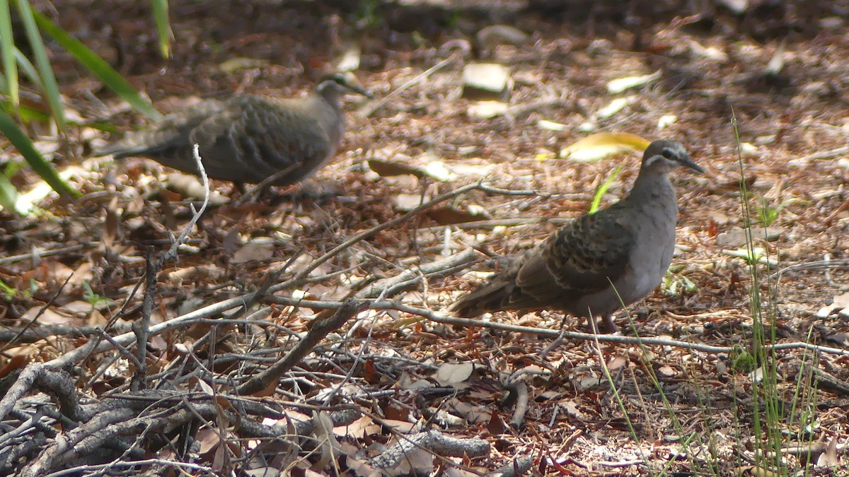 Common Bronzewing - ML645425103