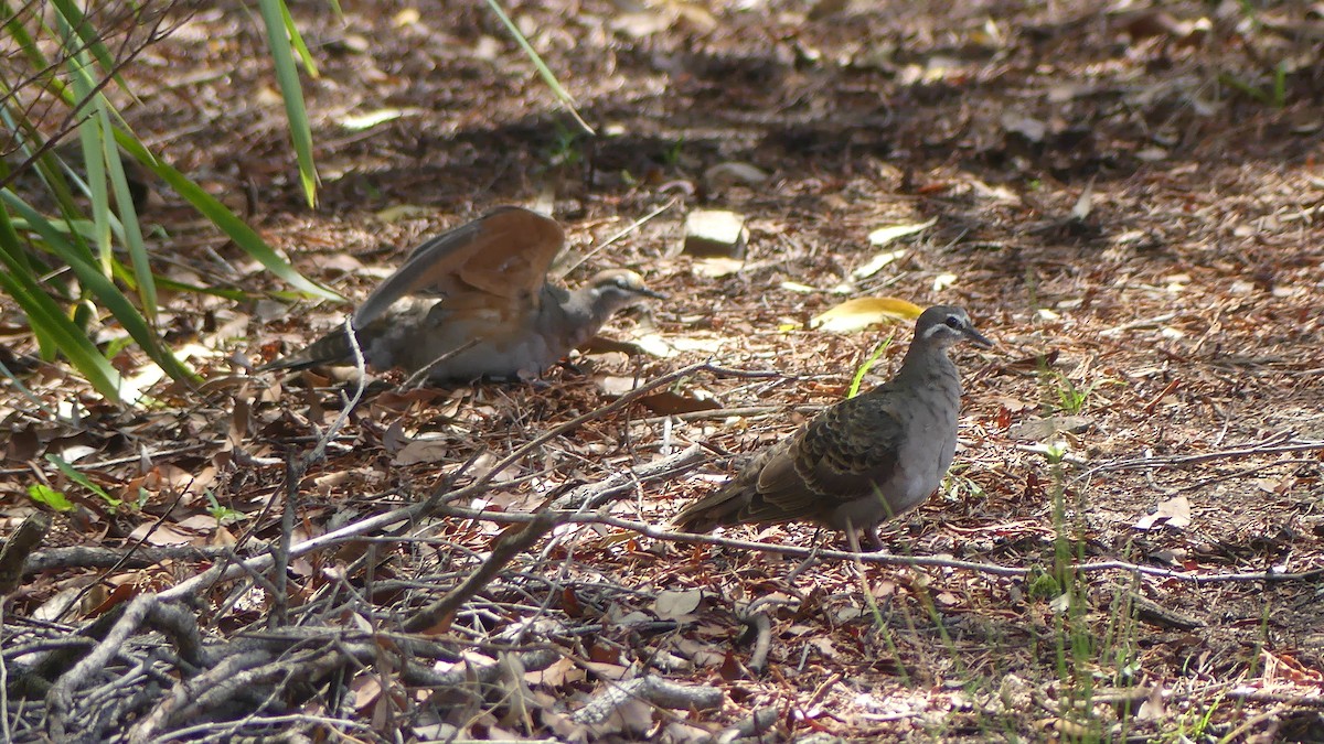 Common Bronzewing - ML645425105