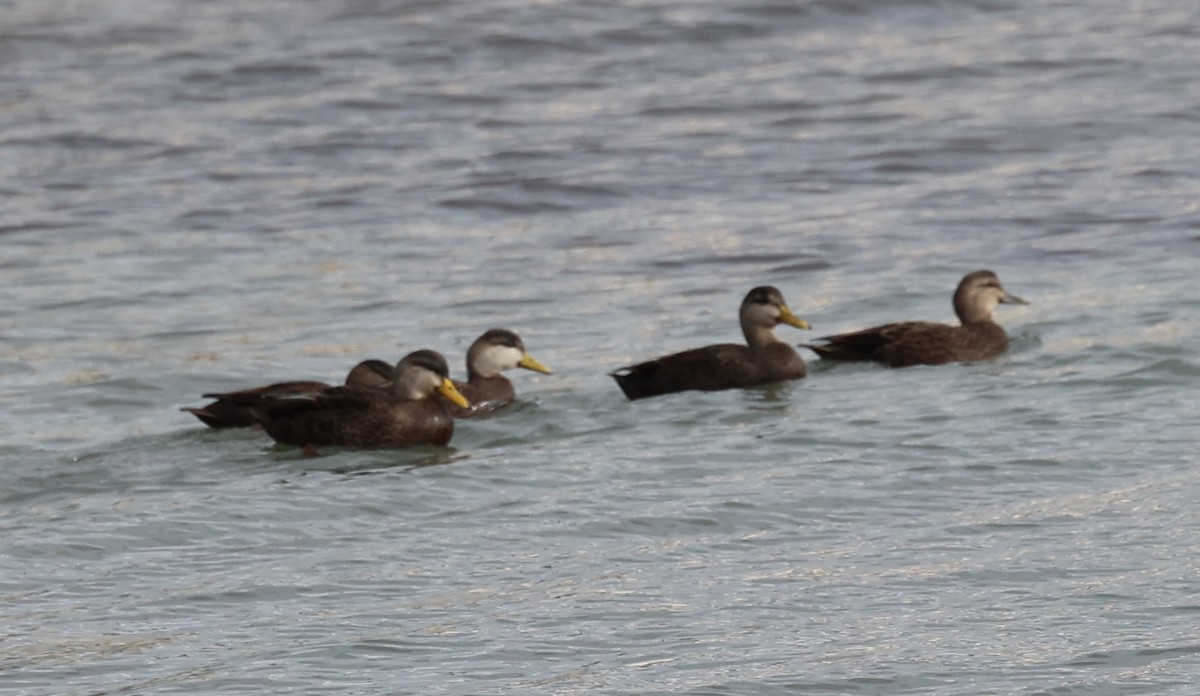 kachna tmavá - ML645425108