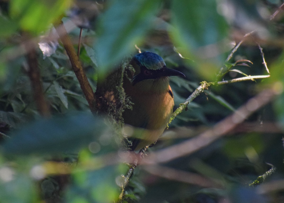 Motmot à tête bleue - ML645425123